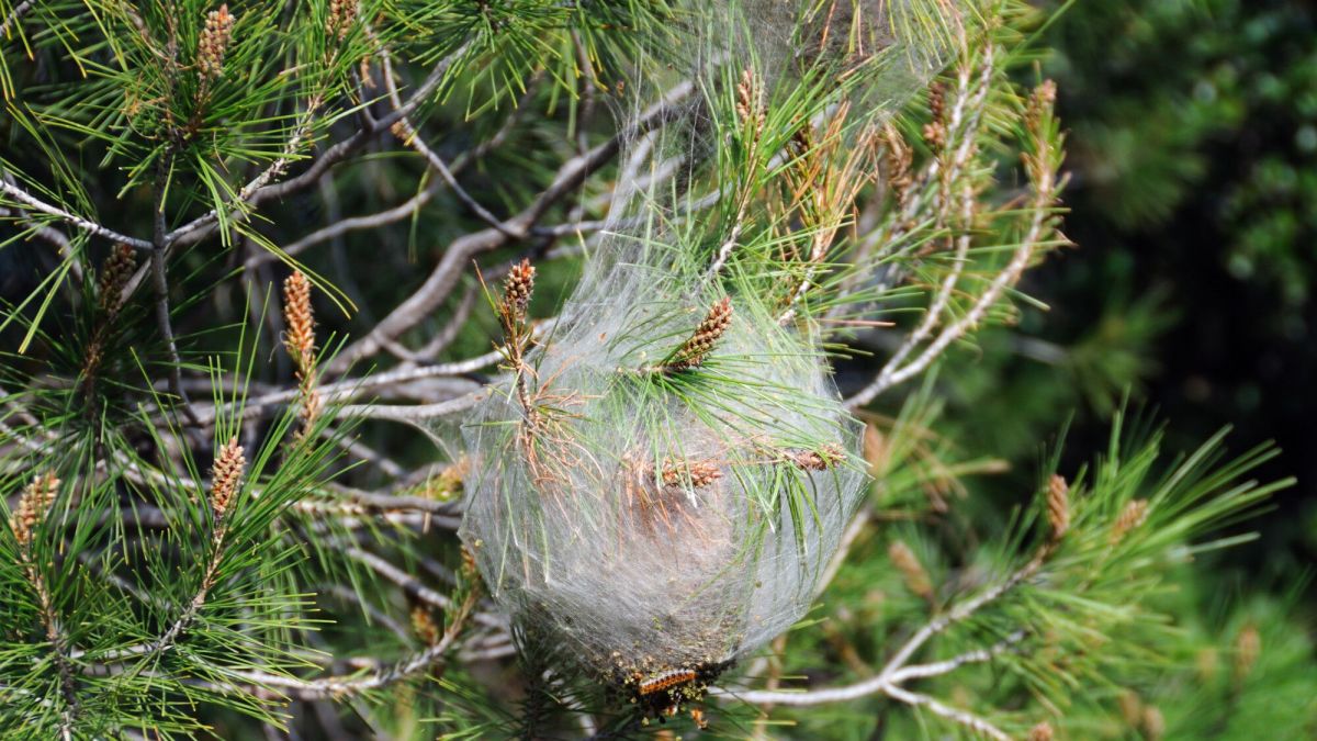 Chenilles processionnaires : agissez maintenant pour protéger votre jardin
