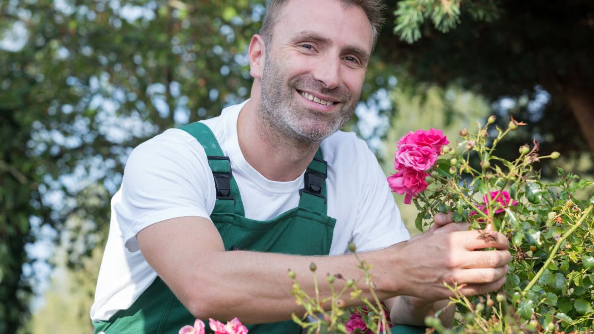 Rosiers malades : comment les sauver naturellement