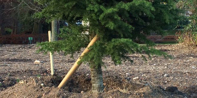 L'art du tuteurage : comment sécuriser vos plantations avec succès