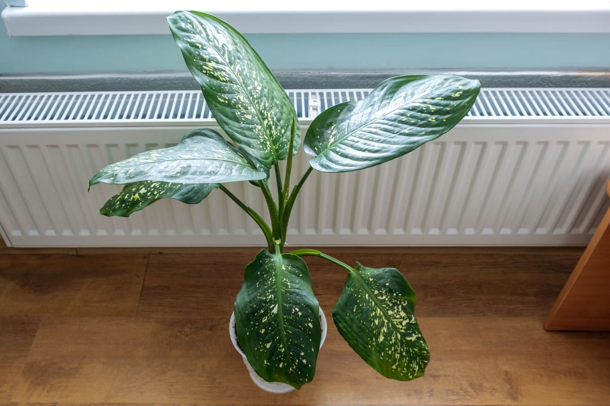 Comment protéger vos plantes du chauffage cet hiver