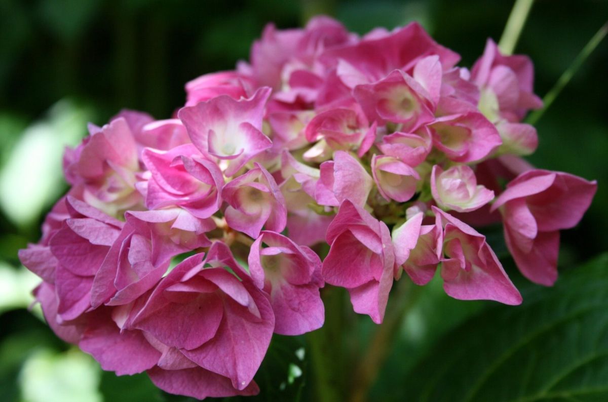 Cultiver des hortensias éblouissants : 6 astuces incontournables