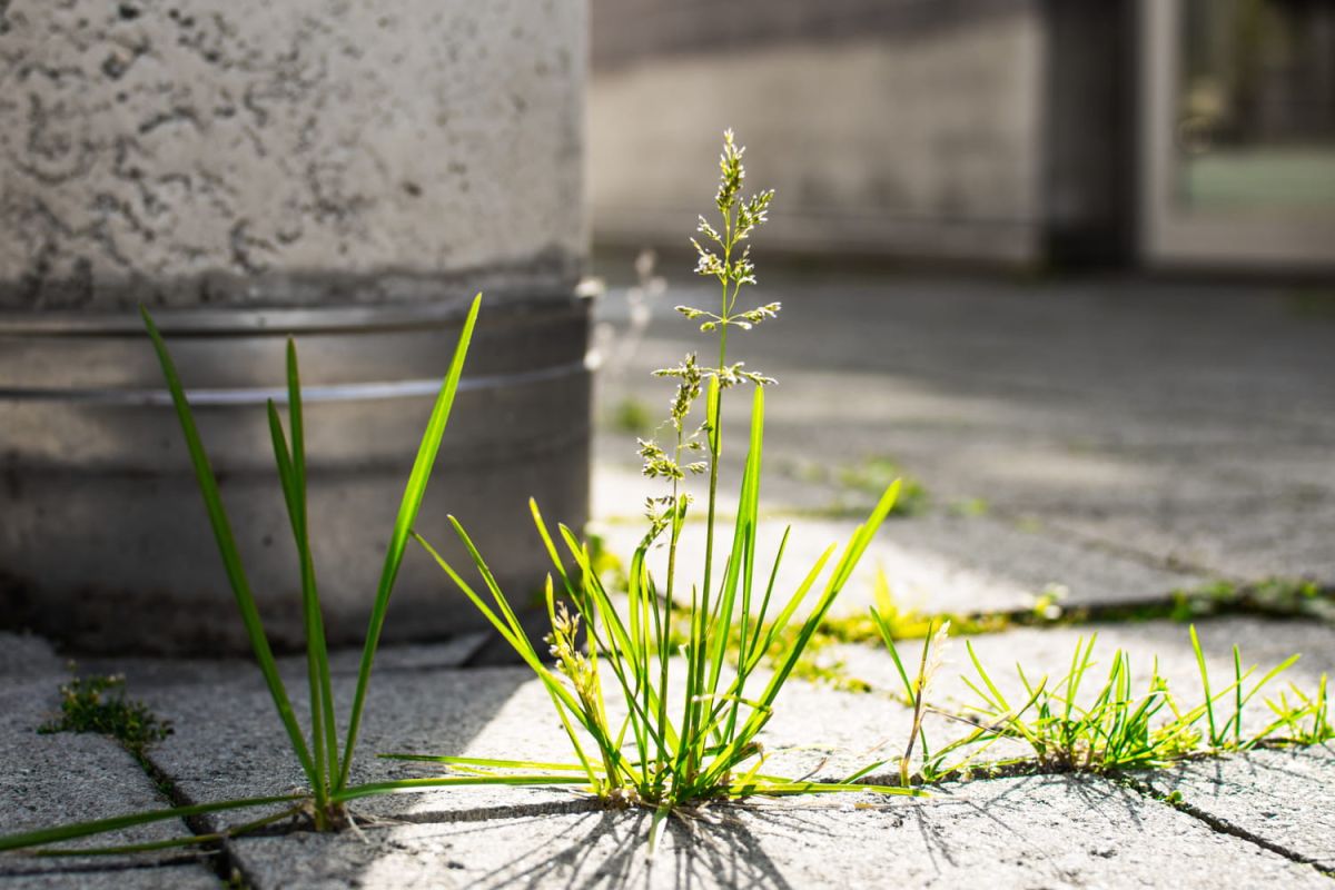 Se défaire des mauvaises herbes : la méthode naturelle et infaillible