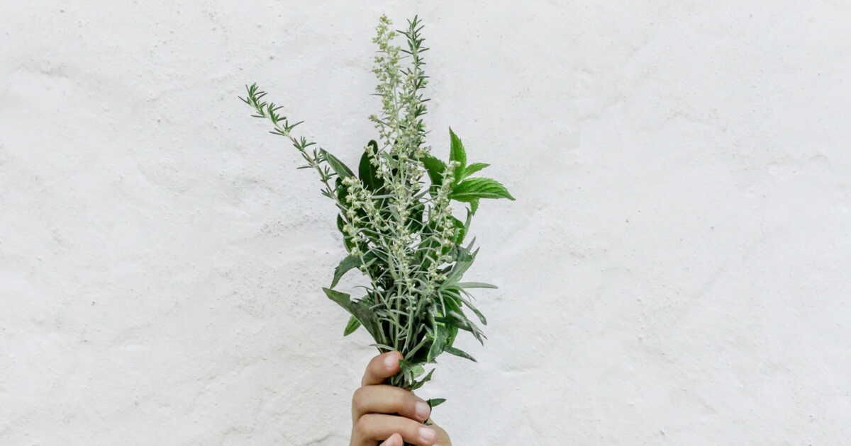 Les secrets d'une récolte réussie d'herbes aromatiques