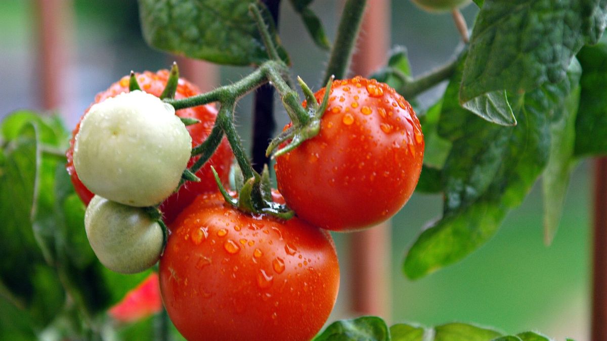 Évitez le cul noir des tomates : conseils pratiques
