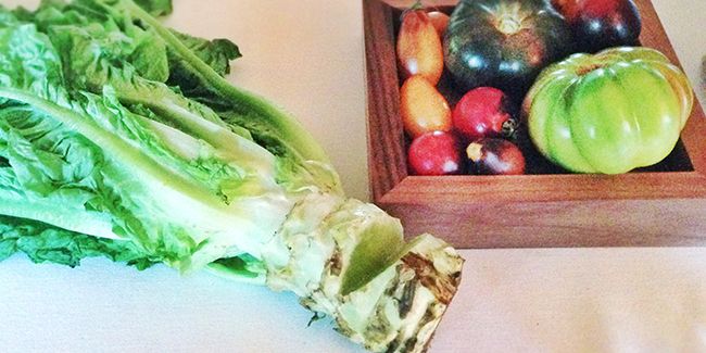 Laitue asperge (Lactuca sativa var. angustana) : plébiscitée pour sa saveur