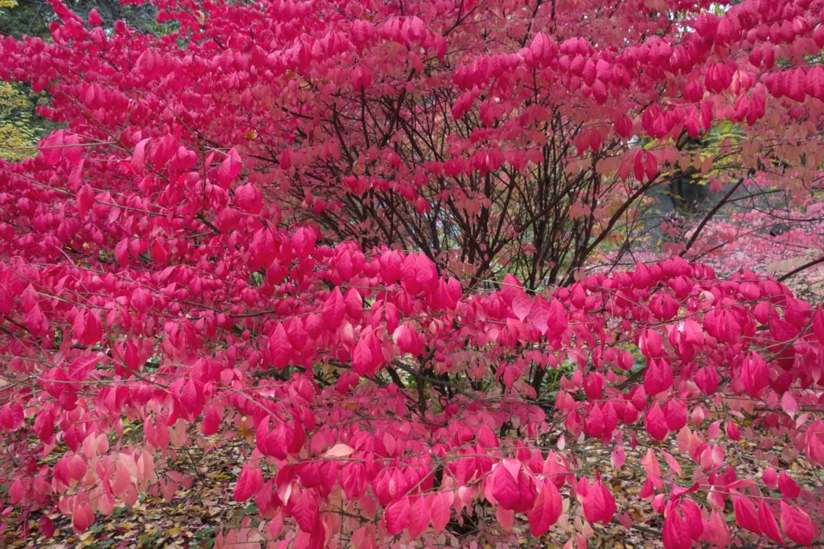 Plantes d'automne : éclats de couleurs pour votre jardin