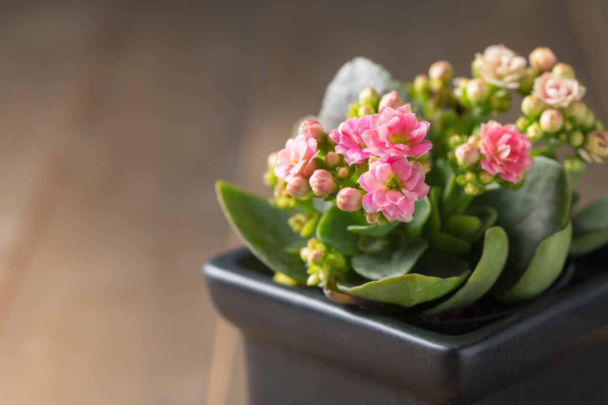 Kalanchoe : la plante colorée qui égaye notre automne