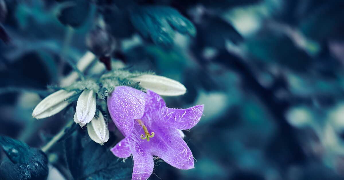cinq plantes robustes pour un jardin d’hiver