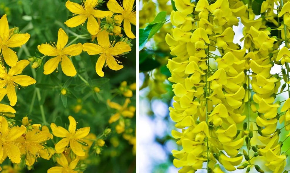 30 fleurs jaunes incontournables pour illuminer votre jardin