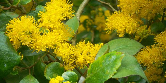 Azara serrata : une beauté presque mimosa en bord de mer