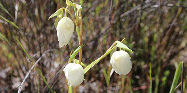 Calochortus (Calochortus albus), la tulipe des Mormons