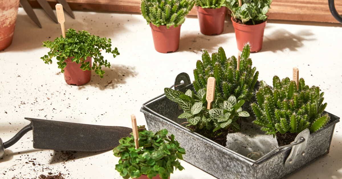 Comment entretenir et réussir les boutures de plantes grasses ?