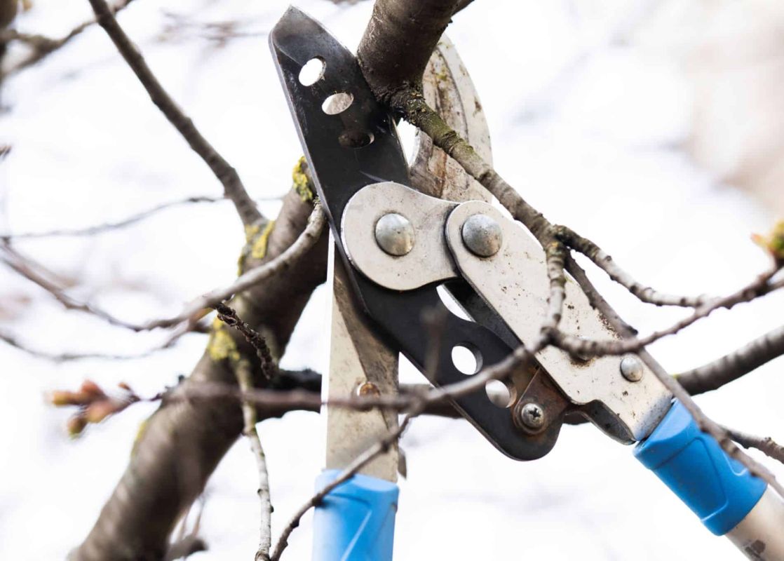 Tailler les branches mortes : quand et comment le faire