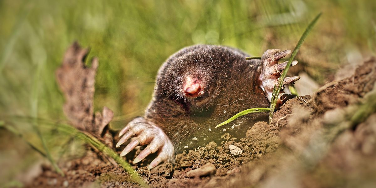 Les animaux nuisibles qui menacent votre jardin : top 9 à connaître