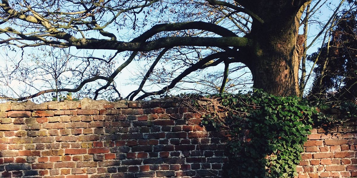 Est-il possible d'exiger de son voisin qu'il taille son arbre qui fait de l'ombre ?