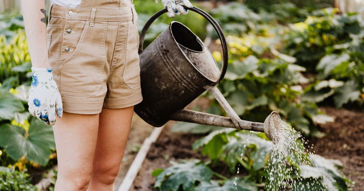 Comment préserver vos plantes durant la canicule