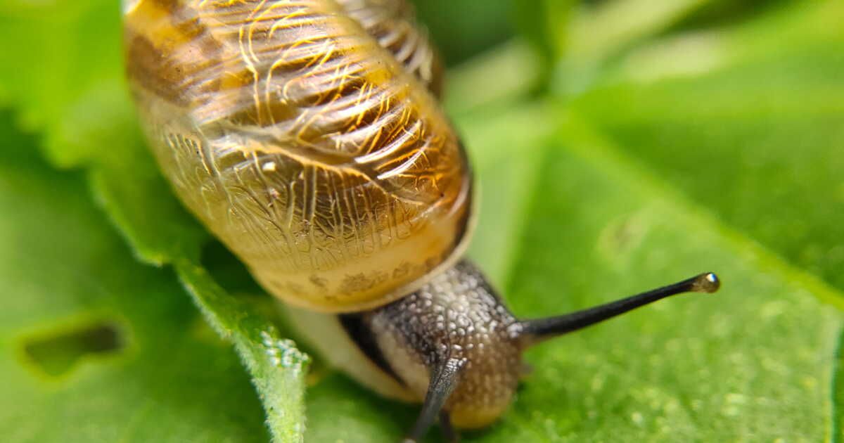 Des déchets astucieux pour éloigner les nuisibles du jardin