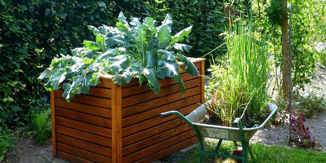 Créer un potager surélevé : le guide pratique pour jardiner malin