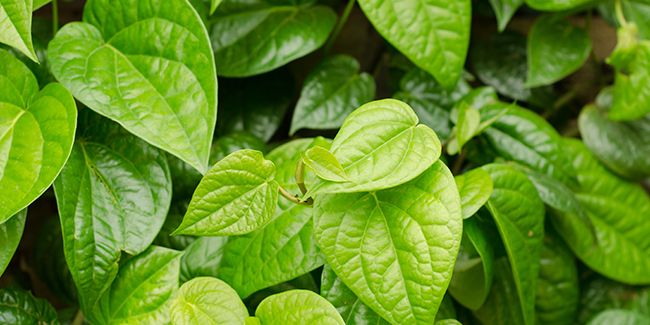 Le bétel : une plante aux vertus digestives