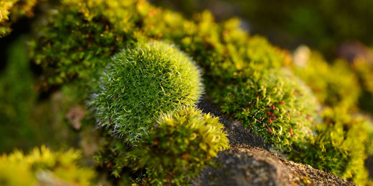 Séduisez votre jardin avec la mousse : un guide pratique