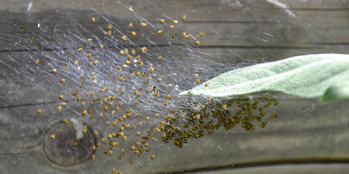Des solutions douces pour se débarrasser des nids d'araignées