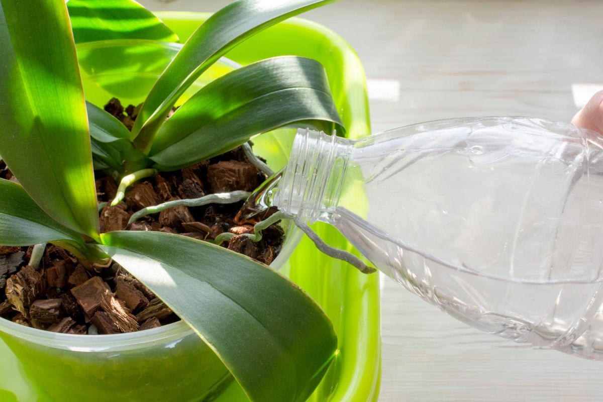 Comment savoir si votre plante a soif ? Les signes révélateurs à ne pas manquer