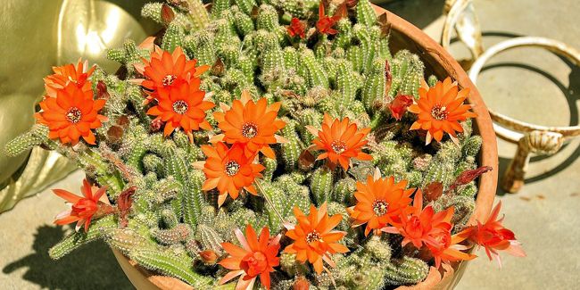 Le cactus cornichon, une plante facile à cultiver et à apprécier