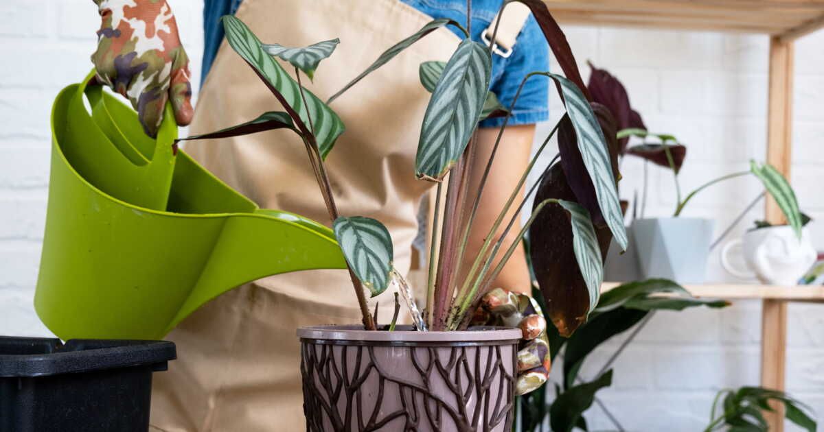 Les secrets d'un arrosage parfait : 4 signes que votre plante a besoin d'eau