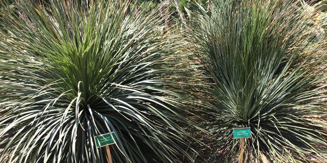 Dasylirion : la beauté sculpturale des plantes des déserts