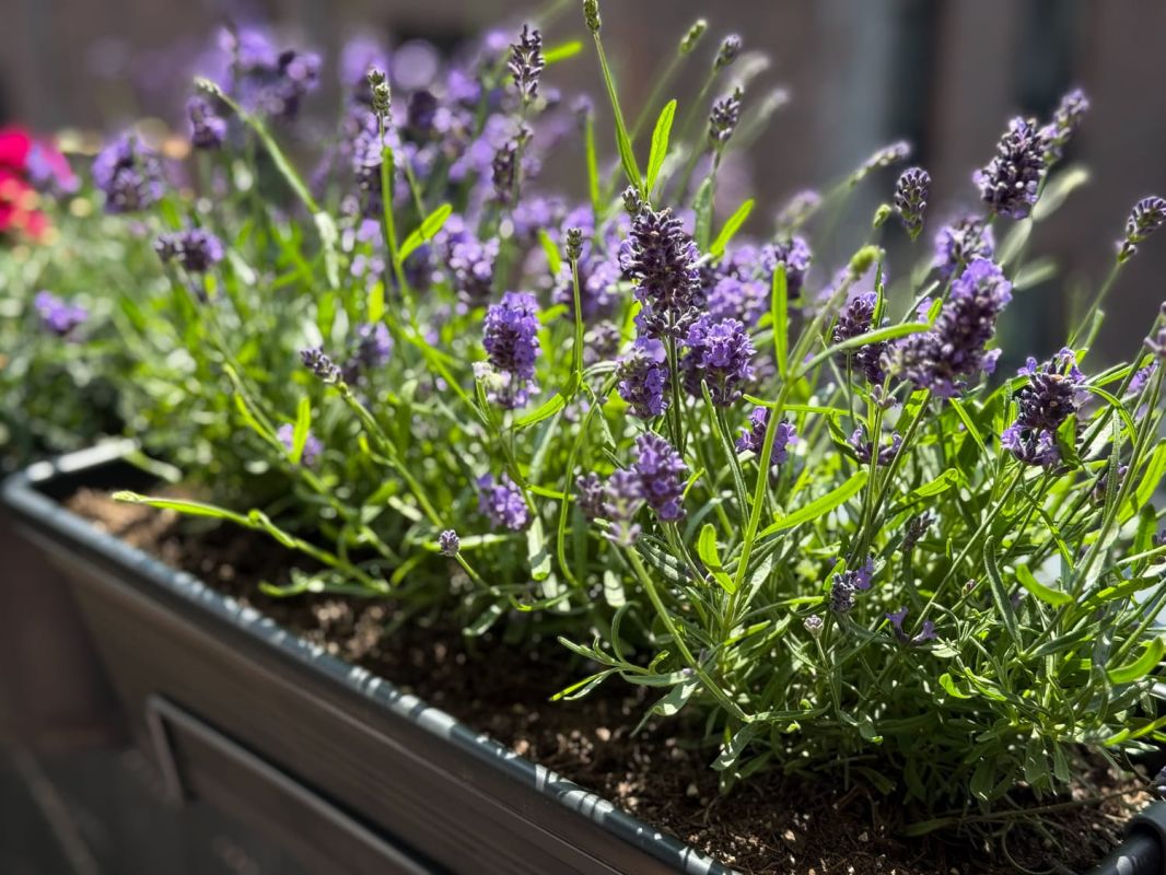 le geste estival pour des plantes épanouies toute l'année