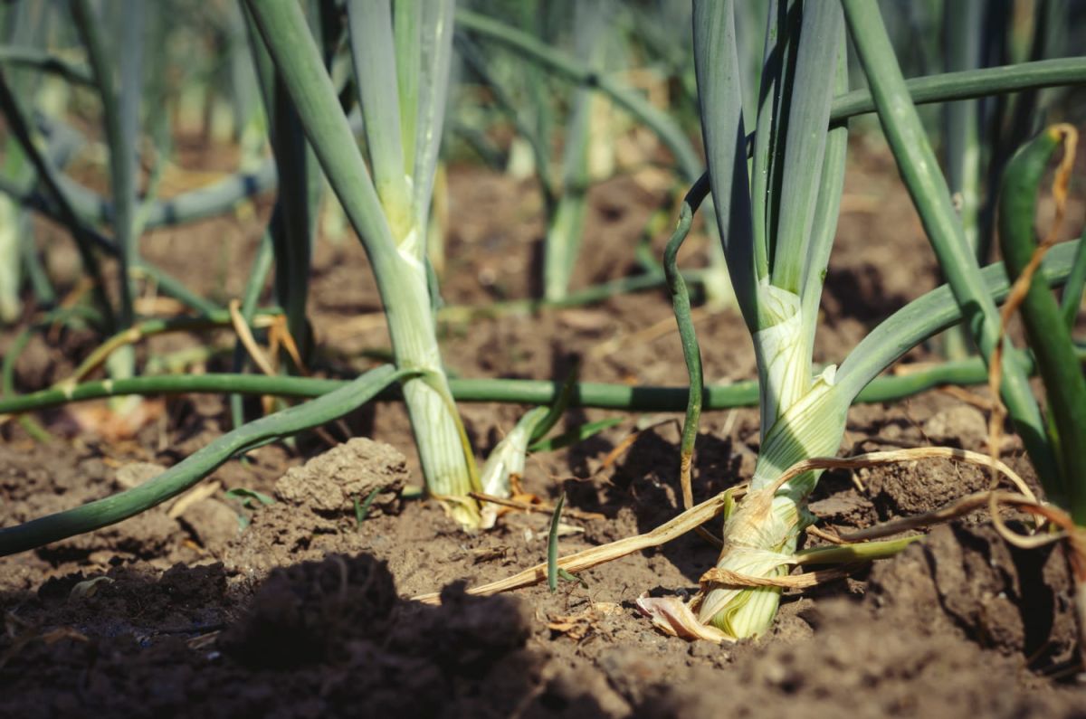 Redonnez vie à votre potager : les légumes d'automne se multiplient avec un geste simple