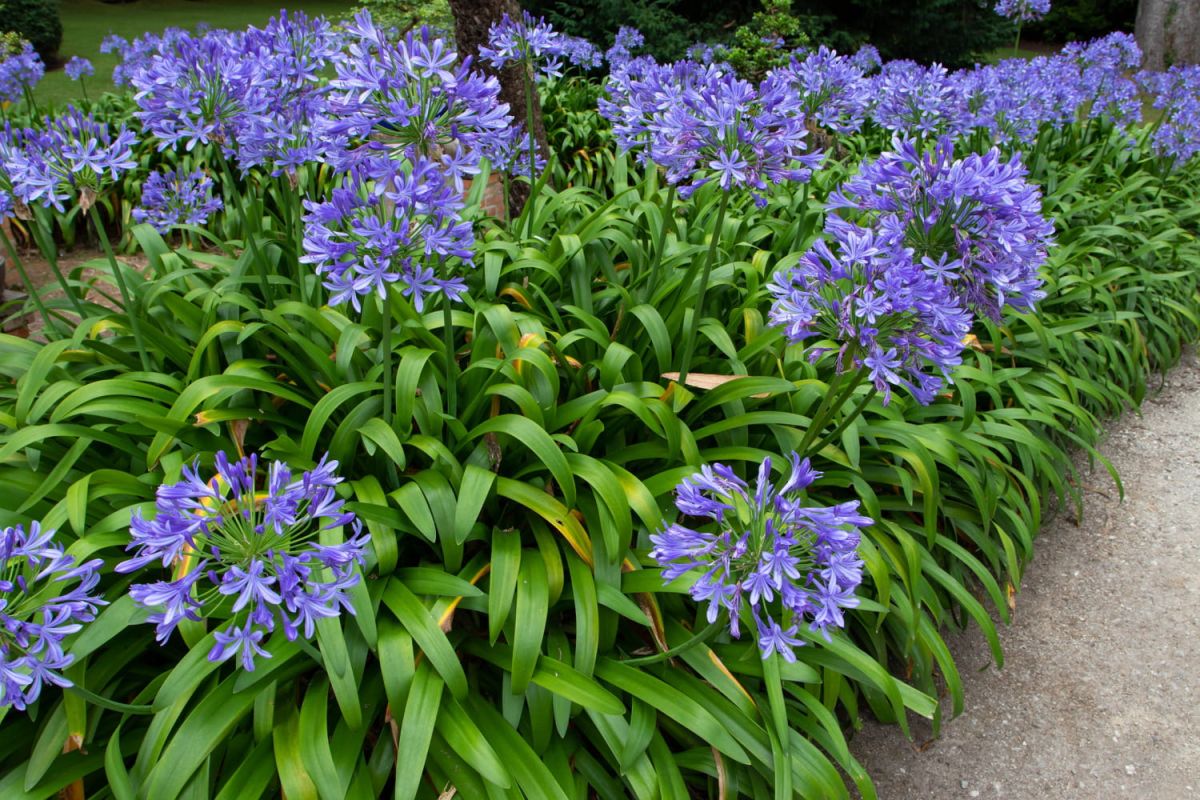 Agapanthe : la fleur élégante qui fleurit sans effort