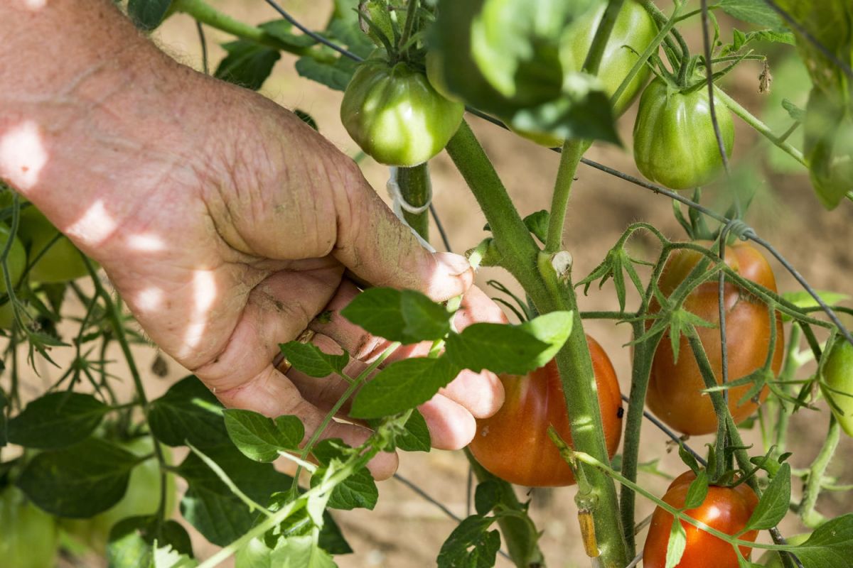 Gourmands de tomates : les meilleures pratiques pour votre jardin