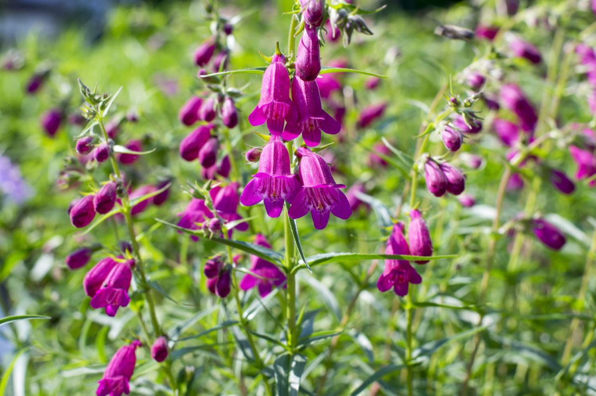 Penstemon : plantation, floraison et entretien