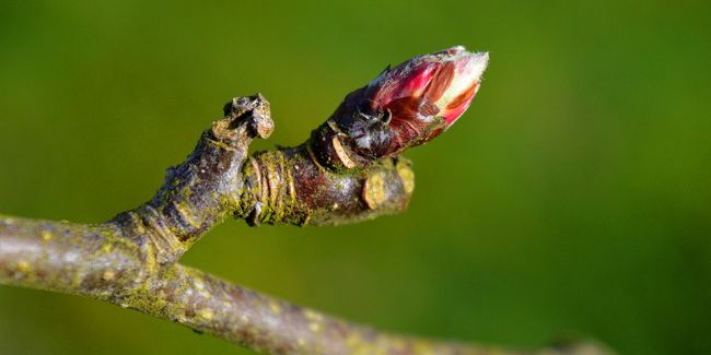 découvrir la gemmothérapie : soigner avec les bourgeons des plantes