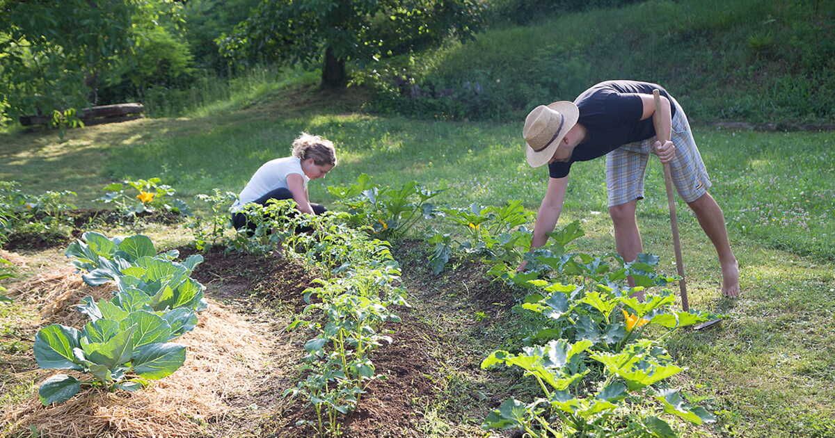 s'initier à la permaculture : guide complet pour créer votre potager