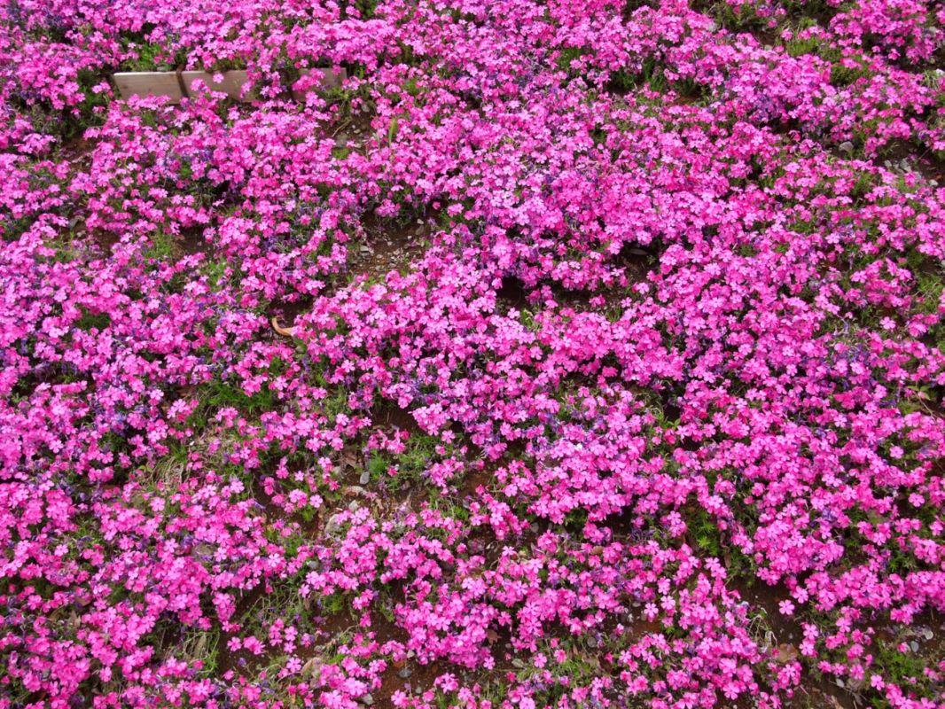 Revolutionnez votre jardin avec une plante qui ne nécessite ni tondeuse ni moustiques