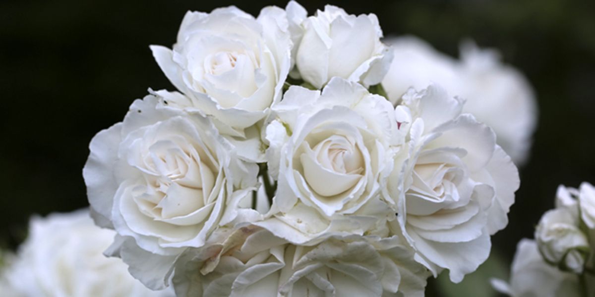 Découverte des roses blanches : beauté et pureté au jardin