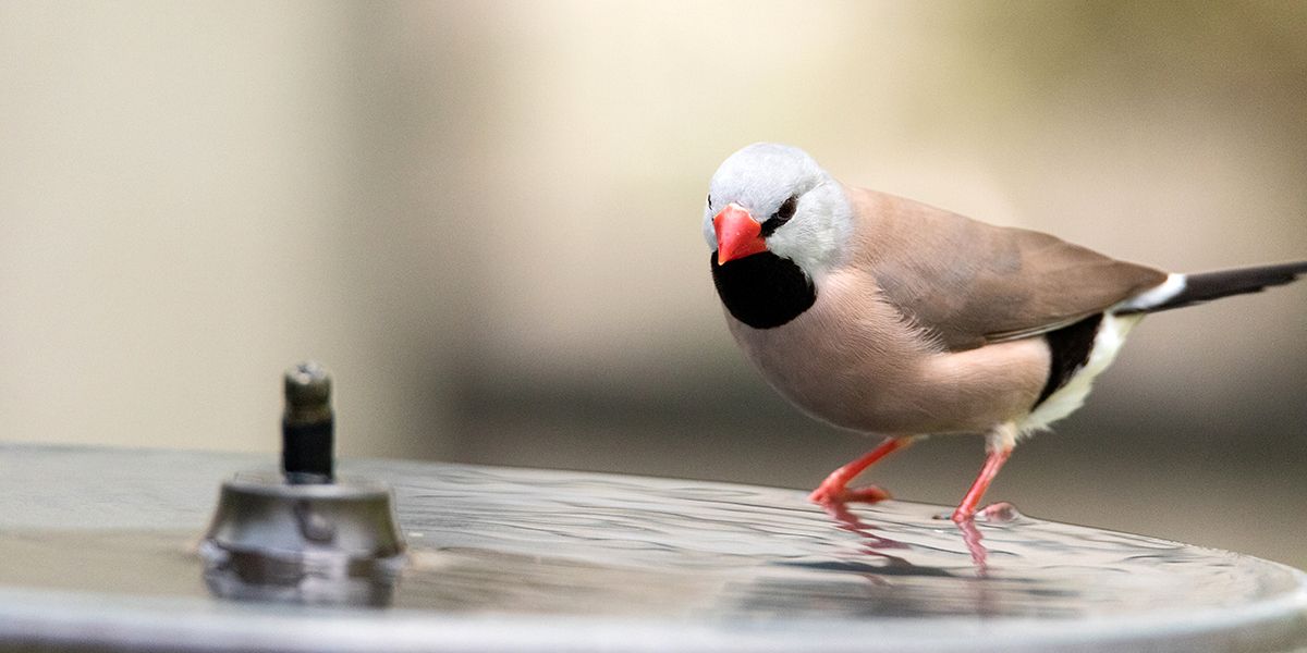 Comment fabriquer un abreuvoir pour oiseaux pour les chaudes journées d'été ?