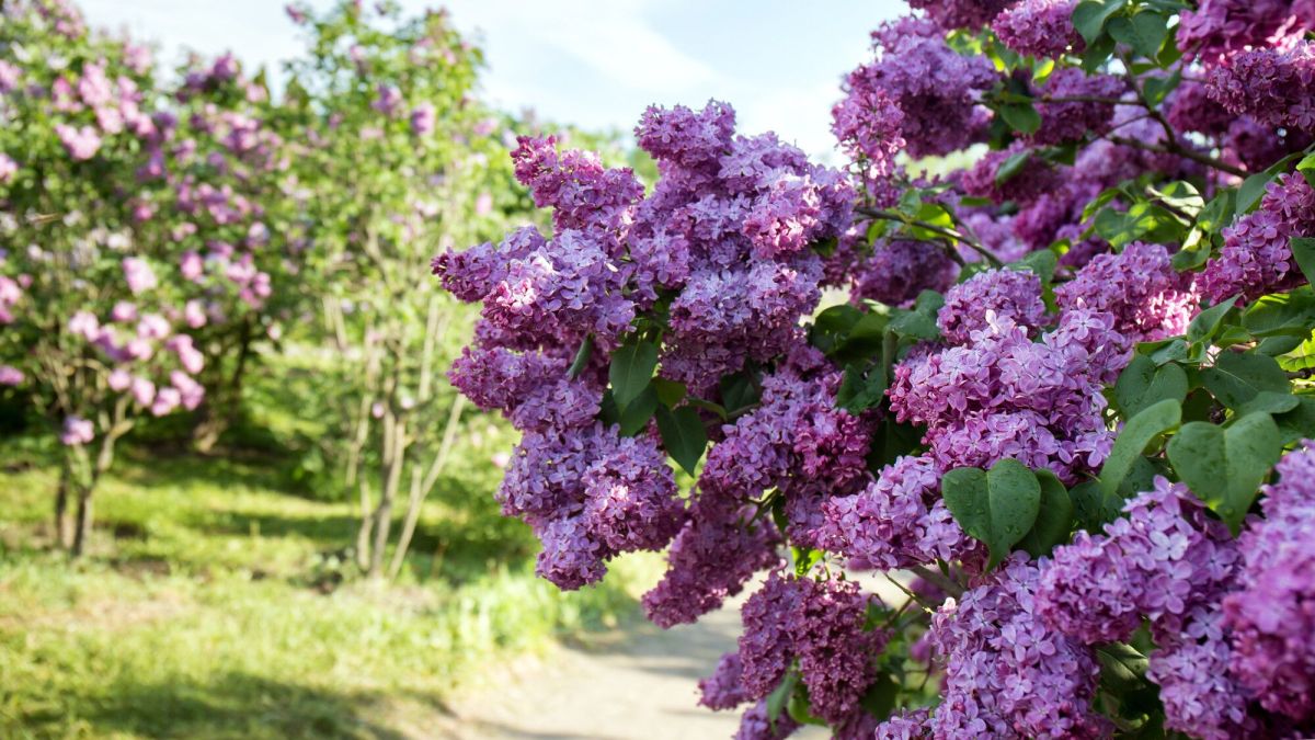 lilas : le choix idéal pour votre jardin au printemps