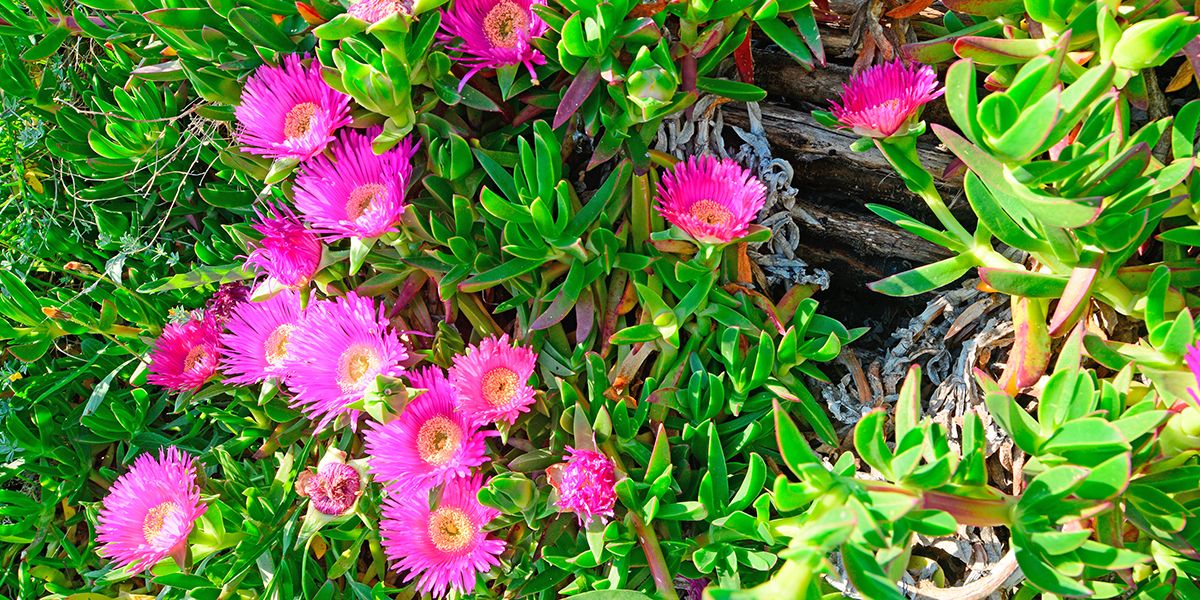 Griffe de sorcière (Carpobrotus edulis), figue marine ou ficoïde comestible