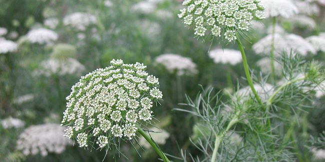Khella : une plante aux multiples bienfaits contre l'asthme