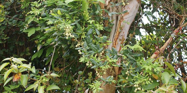 la liane caméléon : boquila trifoliolata imite la nature avec brio