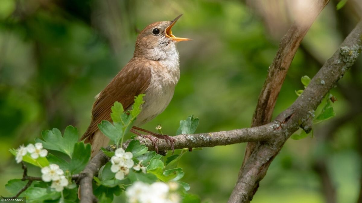 Des outils innovants pour identifier les oiseaux de votre région