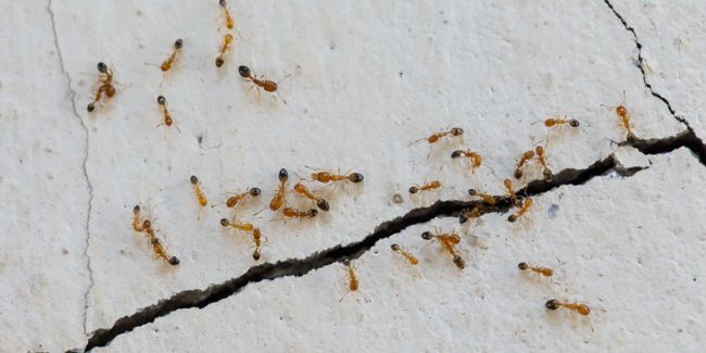 Des solutions naturelles pour éradiquer les fourmis de votre maison