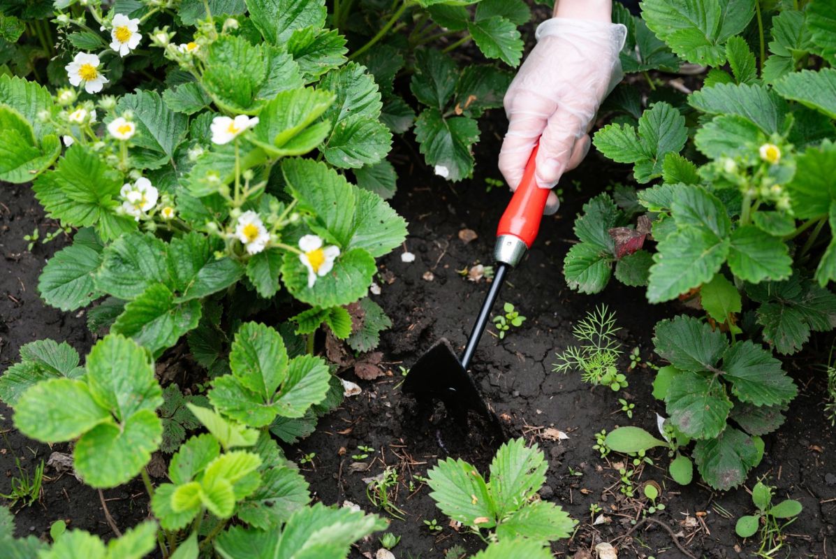 Boostez votre récolte de fraises : gestes incontournables pour une floraison optimale