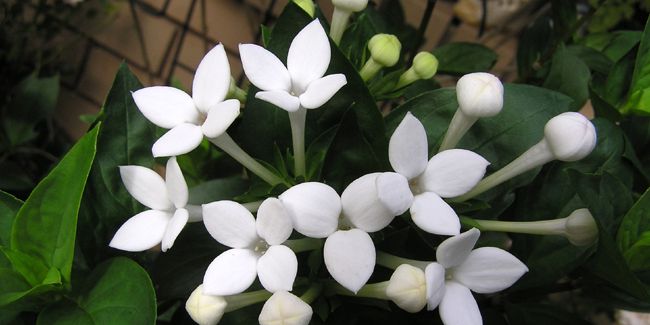 Bouvardie : la fleur d'intérieur qui enchante les bouquets