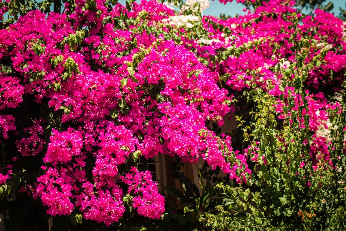 Le bougainvillier : un éclat de couleur à votre jardin