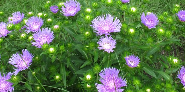 Bleuet d'Amérique : Une Étoile du Jardinage