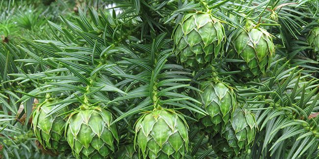 l'élégance intemporelle de l'araucaria de chine